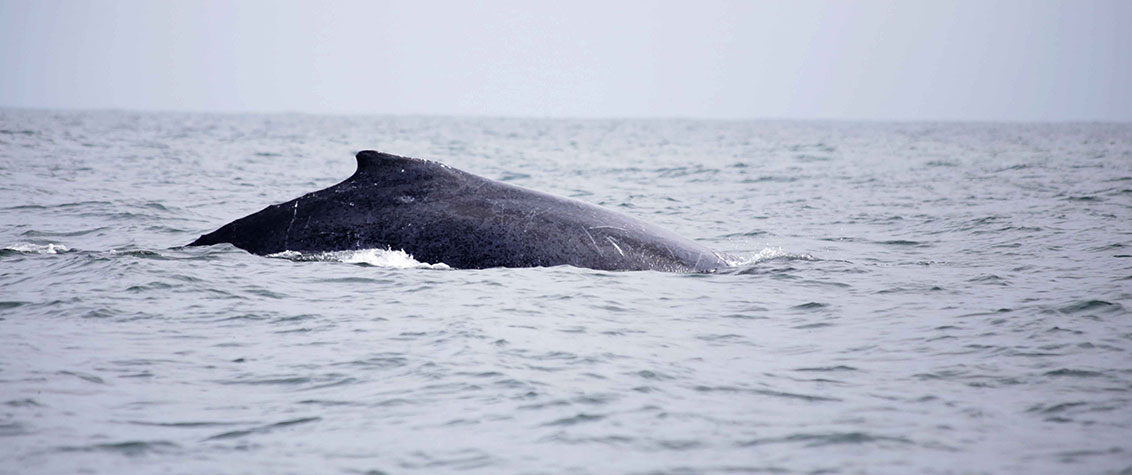 ballenas en tumaco hotel los corales